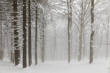 Mist in snowy forest - MRAF00638
