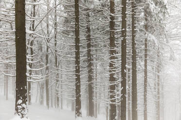 Mist in snowy forest - MRAF00639