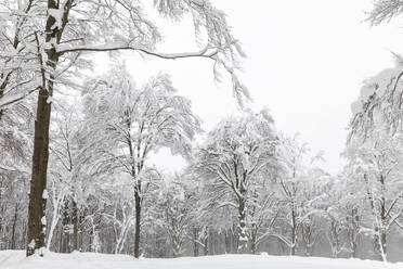 Kahle Bäume mit Schnee bedeckt - MRAF00641