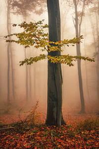 Wald mit Rotbuchen im nebligen Herbst - CAVF92080