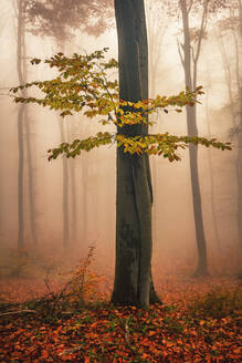 Forest with red beech trees in foggy autumn time - CAVF92080