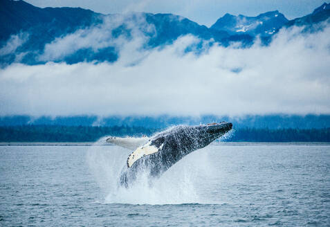 Adolescent humpack whale breaches in Alaska with snowy peaks behind - CAVF92092