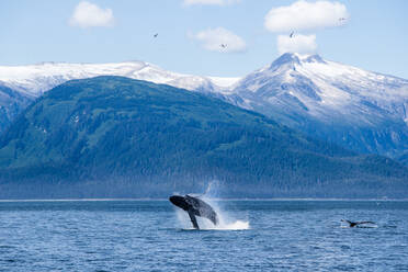 Ein Buckelwal bricht in Alaska mit schneebedeckten Gipfeln im Hintergrund - CAVF92094