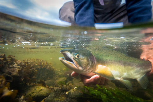 Over-under shot of fly fisherman holding a rainbow trout - CAVF92095
