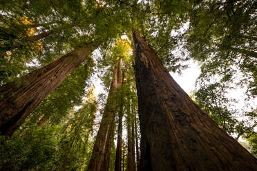 Wide angle looking up of California redwood forest - CAVF92098