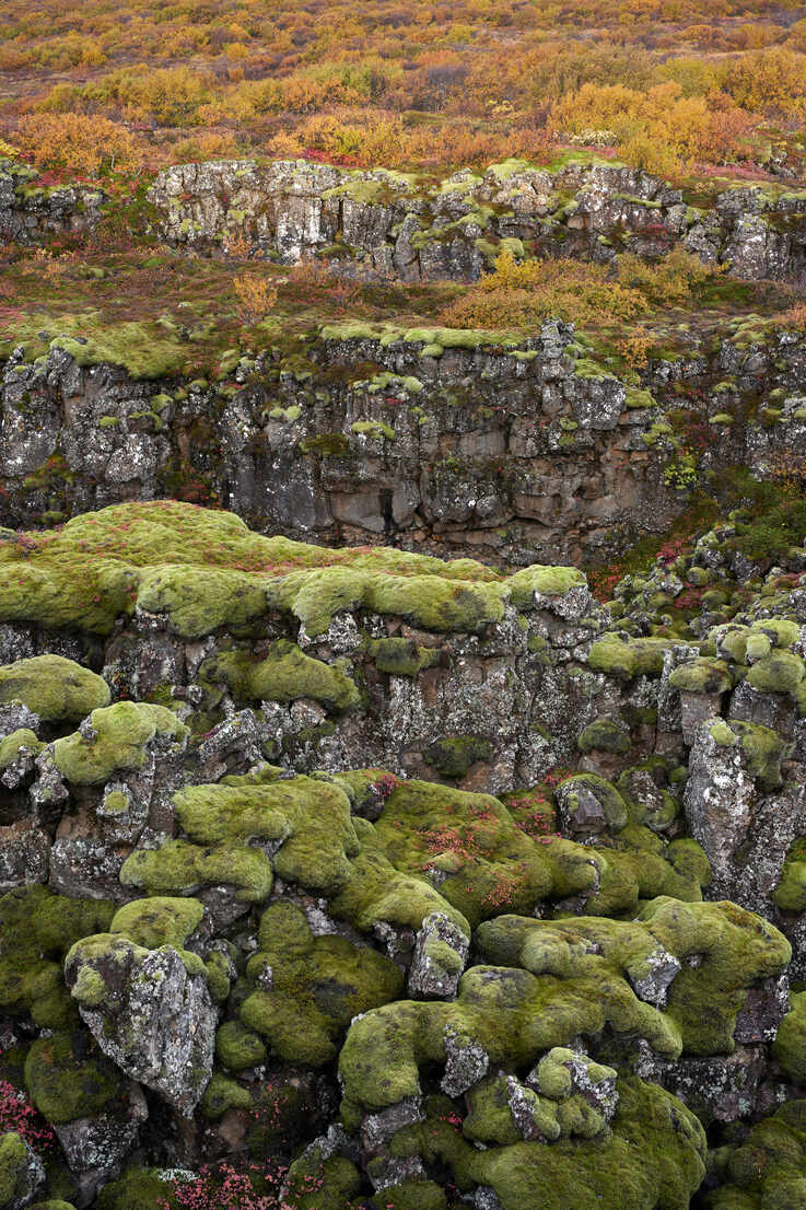 Moss Covered Rocks On The Laka Lava Field In South Iceland