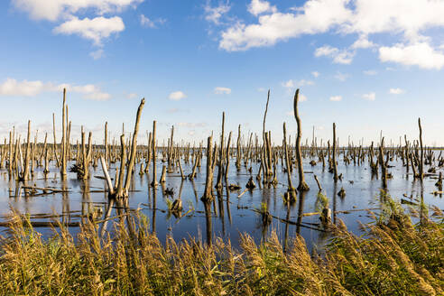 Aus dem Wasser ragende Baumstümpfe in der Moorlandschaft des Peenetals - WDF06487