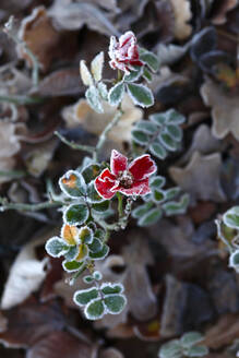 Rote Eisblumen im Winter - JTF01793