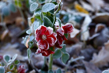 Red frosted flowers in winter - JTF01794