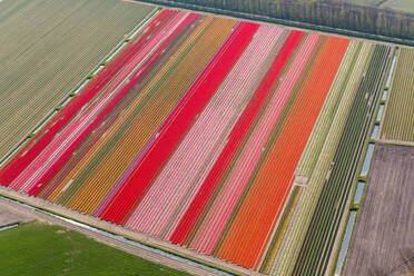 Tulpenfelder, Nordholland, Niederlande - MINF15689