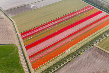 Tulpenfelder, Nordholland, Niederlande - MINF15690