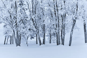 Bare trees covered with snow, Austria - MRF02440