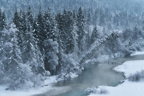 Schneebedeckte Bäume und Isar, Bayern, Deutschland - MRF02441