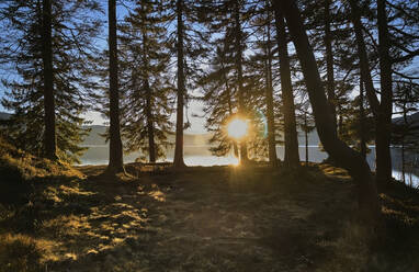 Setting sun shining through trees on lakeshore, Lake Walchensee, Bavaria, Germany - MRF02447
