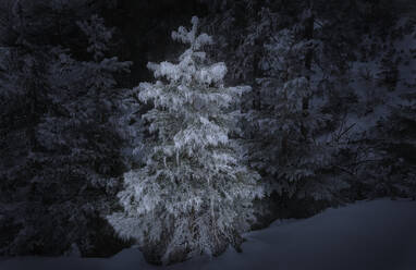 Immergrüner Baum im Schnee - MRF02453