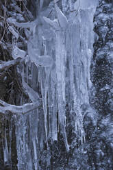 Icicles on branches - MRF02455