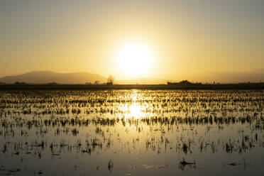 Idyllic sunset over rice paddies in Ebro Delta - AFVF08083
