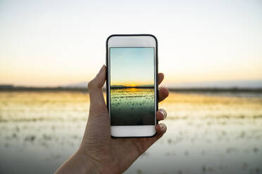 Young woman photographing sunset over rice paddy at Ebro Delta through smart phone - AFVF08084