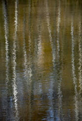 Birken spiegeln sich auf der Oberfläche des Sees in der Teverener Heide - HLF01239