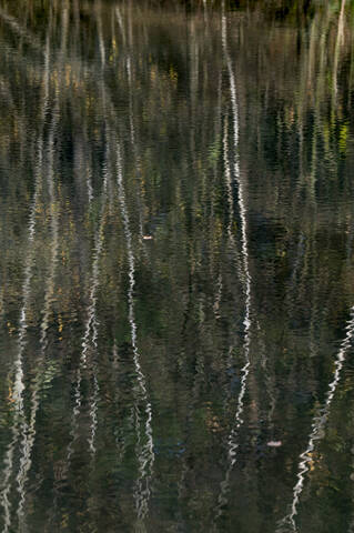 Birch trees reflecting on surface of lake in Teverener Heide stock photo