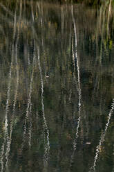 Birken spiegeln sich auf der Oberfläche des Sees in der Teverener Heide - HLF01240