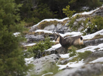 Einzelne Gämse (Rupicapra rupicapra) zwischen Bergfelsen stehend - ZCF01055