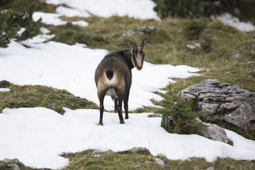 Gämse (Rupicapra rupicapra), die im Schnee steht und in die Kamera schaut - ZCF01056