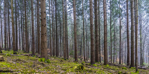 Coniferous trees at Swabian Jura during day - STSF02758