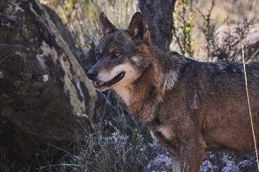 Wilder Wolf stehend im Wald unter einem Baum - ADSF20229