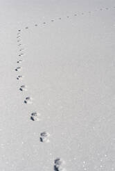 Animal footprints in dust snow - JMPF00848