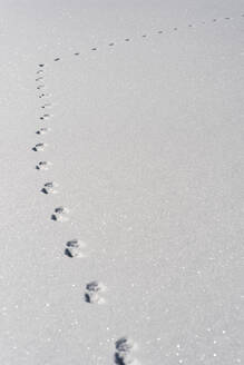 Tierische Fußabdrücke im staubigen Schnee - JMPF00848