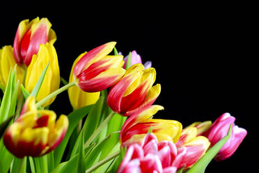 Bunte Tulpen (Tulipa) vor schwarzem Hintergrund - JTF01795