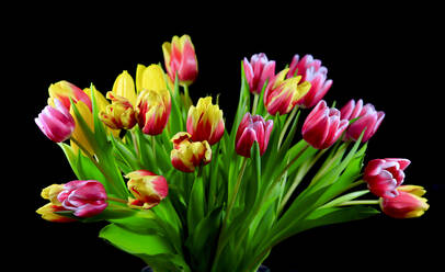 Bunte Tulpen (Tulipa) vor schwarzem Hintergrund - JTF01796