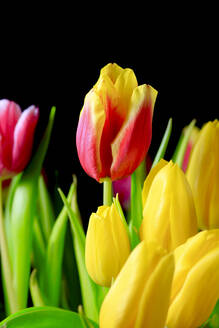 Bunte Tulpen (Tulipa) vor schwarzem Hintergrund - JTF01797