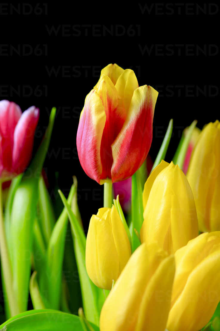 Beautiful colorful different tulips flowers bloom in spring garden, Stock  Photo, Picture And Low Budget Royalty Free Image. Pic. ESY-046415338 |  agefotostock