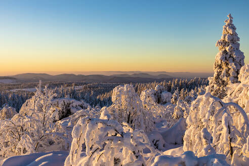 Deutschland, Baden Württemberg, Schwarzwald bei Sonnenaufgang im Winter - WDF06501