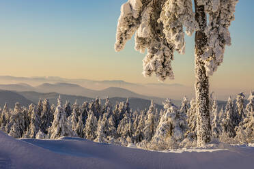 Deutschland, Baden Württemberg, Schwarzwald bei Sonnenaufgang im Winter - WDF06505