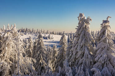 Germany, Baden Wurttemberg, Black Forest in winter  - WDF06510