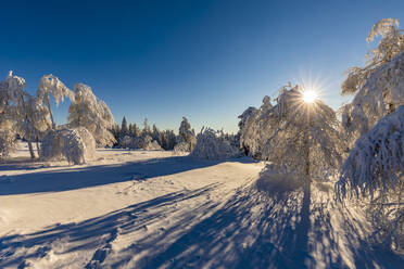 Deutschland, Baden Württemberg, Schwarzwald im Winter - WDF06512