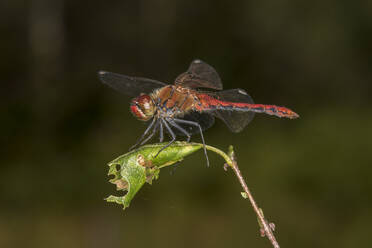 Deutschland, Bayern, Chiemgau, Nahaufnahme der Männchen der Gefleckten Heidelibelle (Sympetrum depressiusculum) - ZCF01058