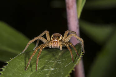 Deutschland, Bayern, Chiemgau, Nahaufnahme einer Floßspinne (Dolomedes fimbriatus) auf einem Blatt - ZCF01063