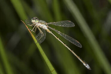 Germany, Bavaria, Chiemgau, Close up of small emerald spreadwing (Lestes virens) damselfly in dew  - ZCF01065