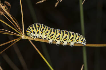 Germany, Bavaria, Chiemgau, Close up of Old World swallowtail (Papilio machaon) caterpillar - ZCF01066