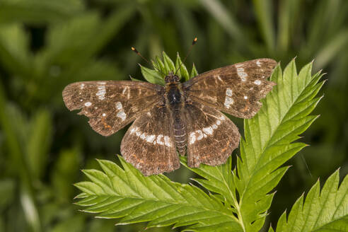 Deutschland, Bayern, Chiemgau, Nahaufnahme von Landkarte (Araschia levana) Schmetterling auf Blatt - ZCF01067