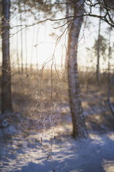 Germany, Brandenburg, Mahlow, Snow on trees at winter day - ASCF01543