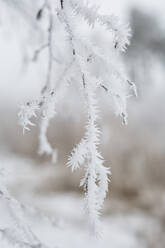 Deutschland, Brandenburg, Mahlow, Schnee auf Pflanzen am Wintertag - ASCF01546