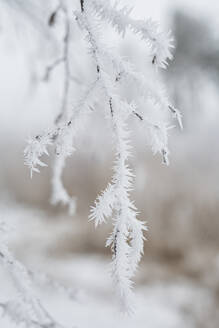 Deutschland, Brandenburg, Mahlow, Schnee auf Pflanzen am Wintertag - ASCF01546