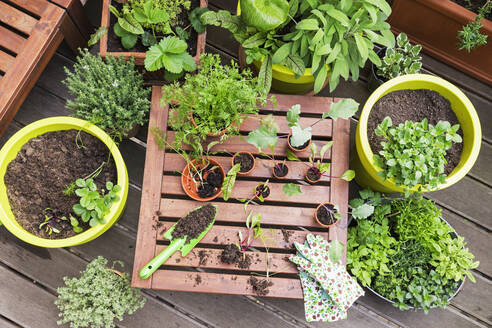 Assorted potted plants and gardening tools on balcony - GWF06820