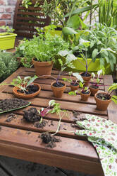 Assorted potted plants and gardening tools on balcony - GWF06822