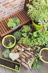 Gemischte Topfpflanzen und Gartengeräte auf dem Balkon - GWF06826